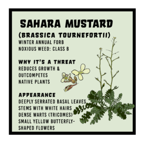 Sahara Mustard infographic 