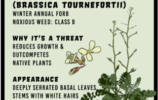 Sahara Mustard infographic