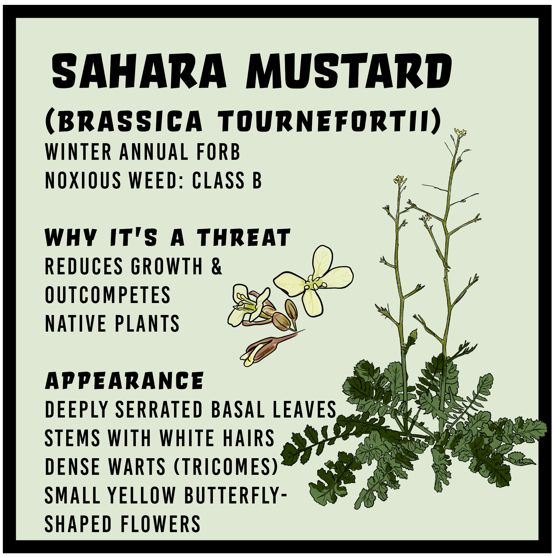 Sahara Mustard infographic