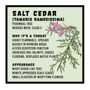 Salt Cedar infographic 