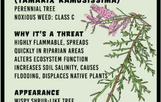 Salt Cedar infographic