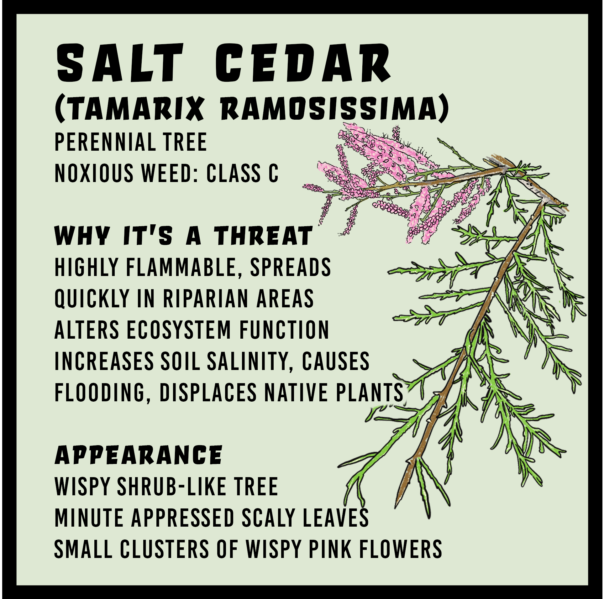 Salt Cedar infographic