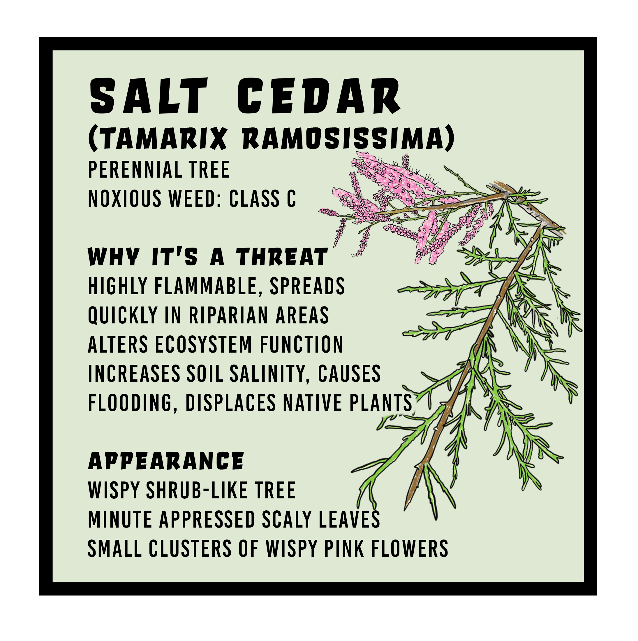 Where Is Salt Cedar Native To Where Is Salt Cedar Native To