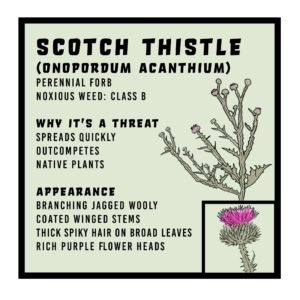 Scotch thistle infographic 