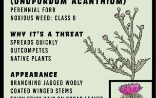 Scotch thistle infographic