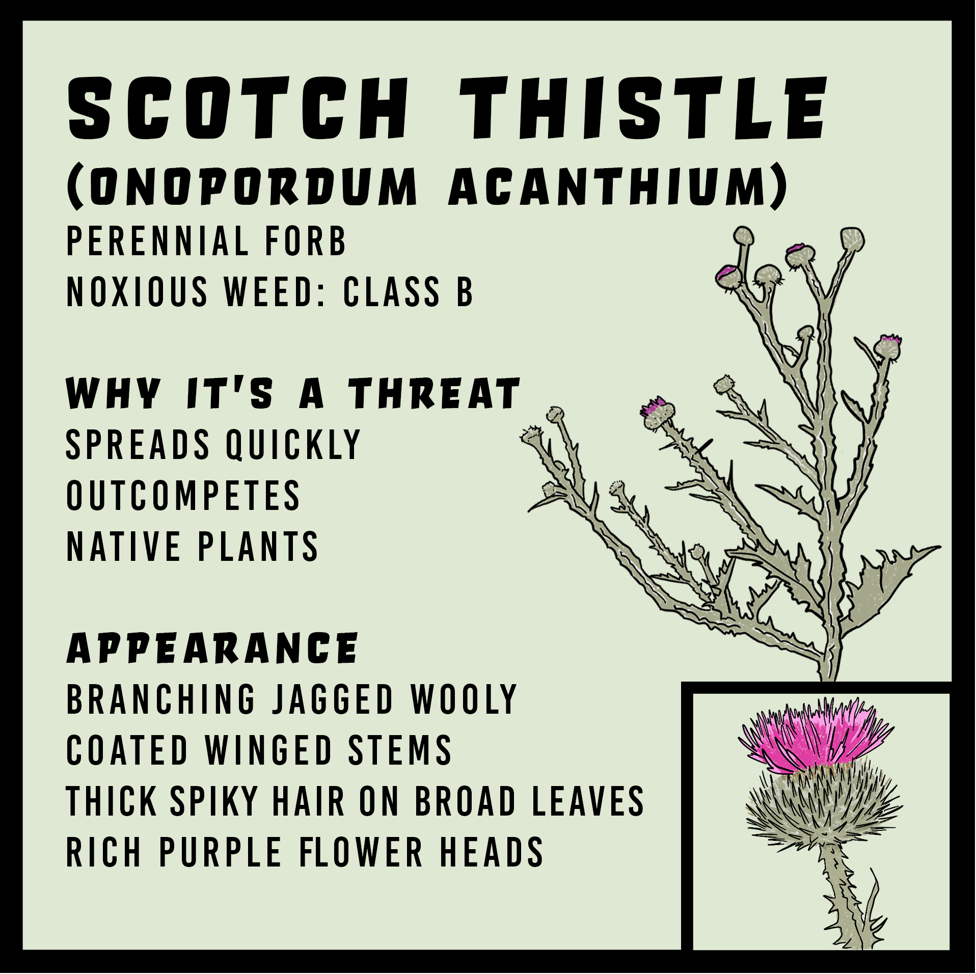 Scotch thistle infographic