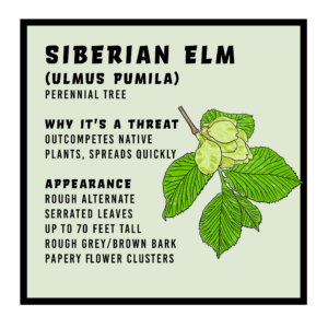 Siberian Elm Infographic