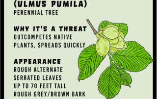 Siberian Elm Infographic