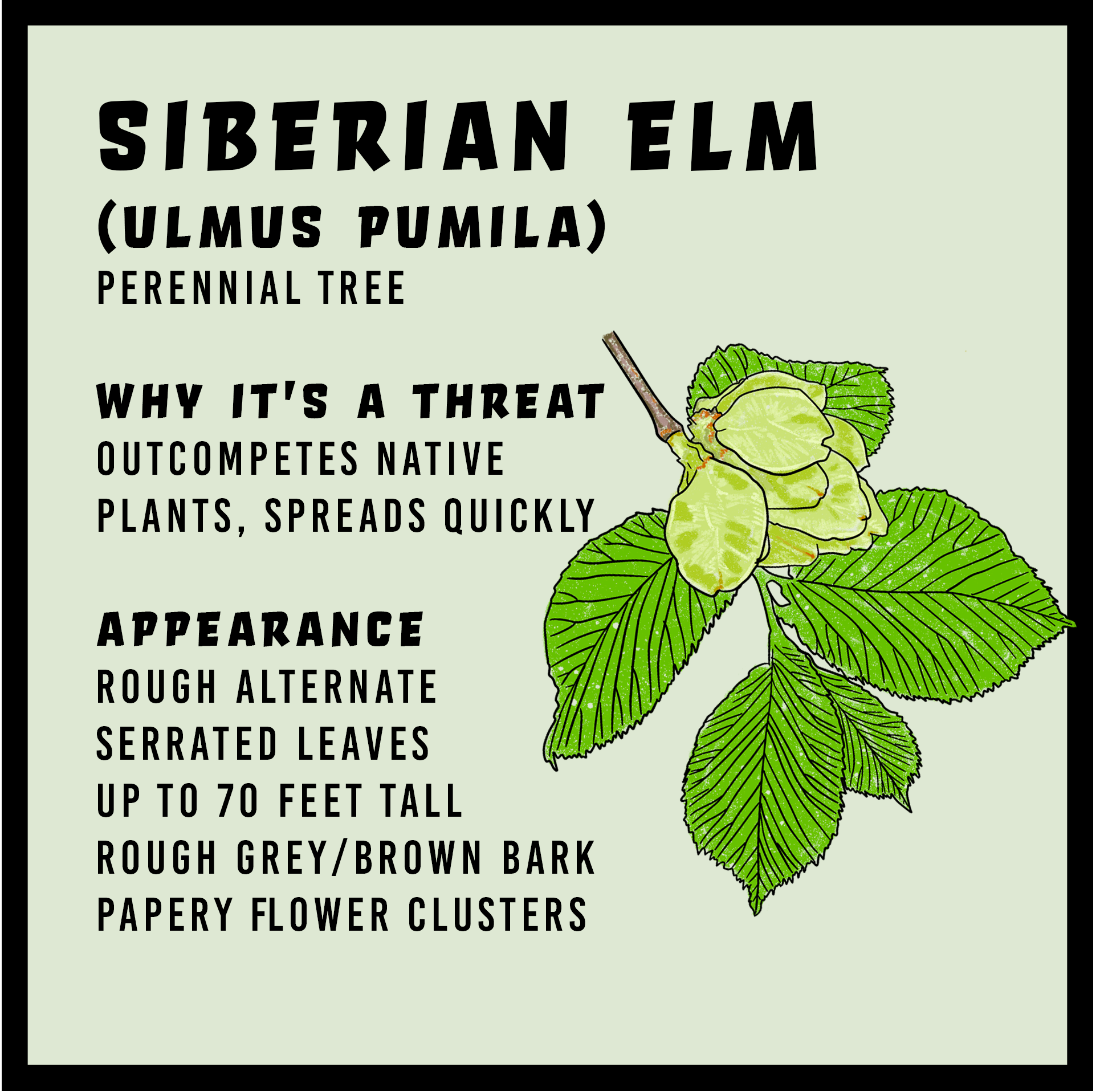 Siberian Elm Infographic