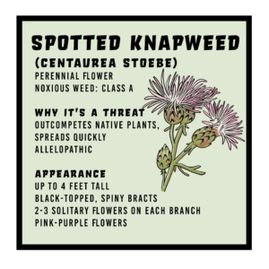 Spotted Knapweed (Centaurea stoebe) 