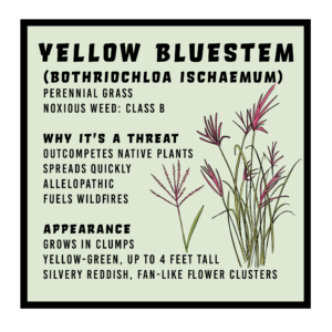 Yellow bluestem infographic 
