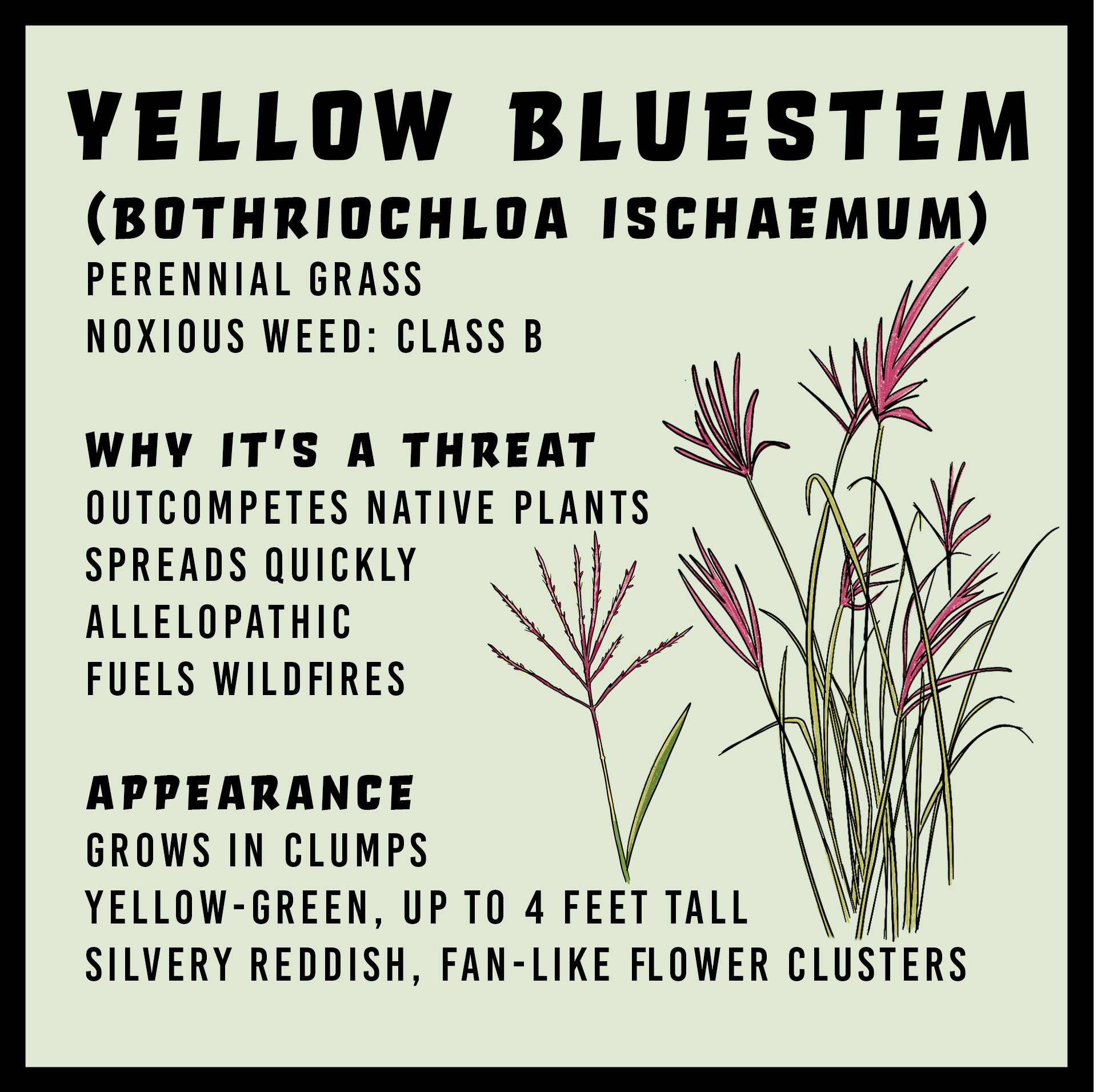 Yellow bluestem infographic