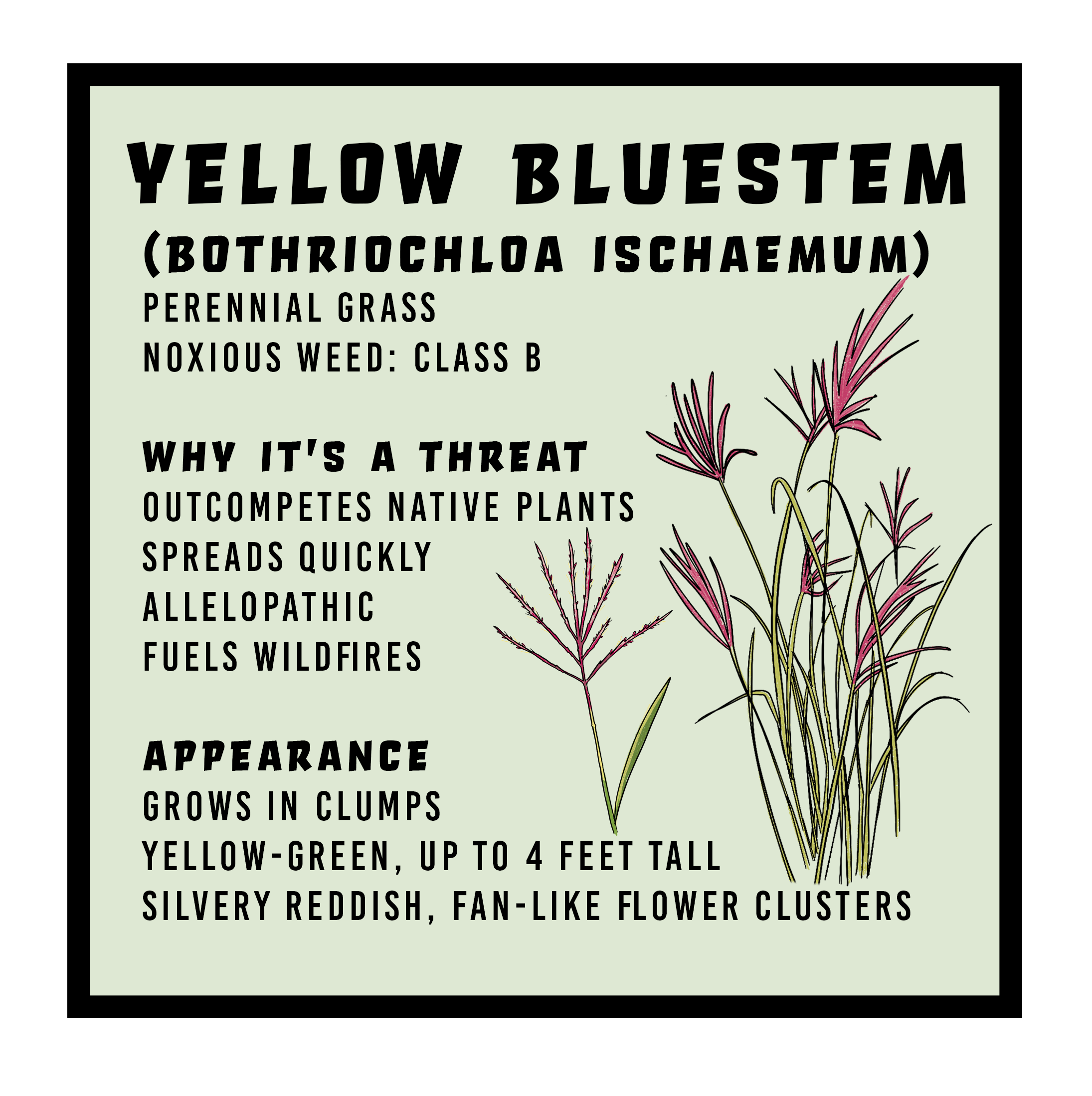 Yellow Bluestem SWVMA