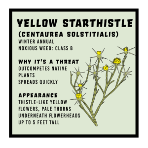 Yellow starthistle infographic 