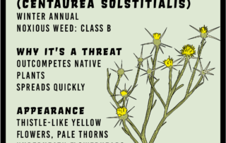 Yellow starthistle infographic