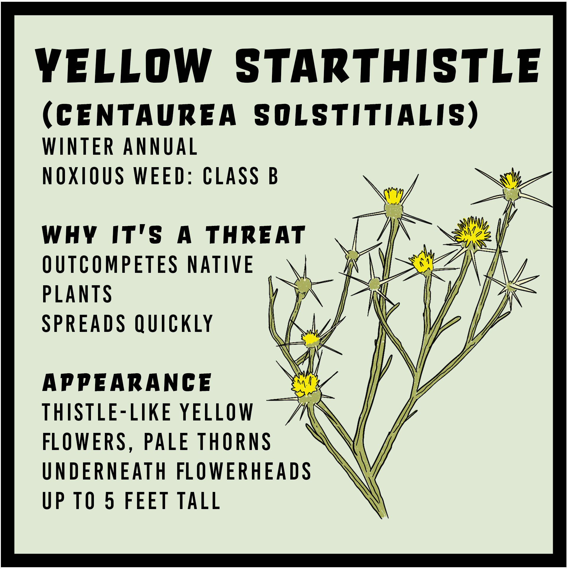 Yellow starthistle infographic