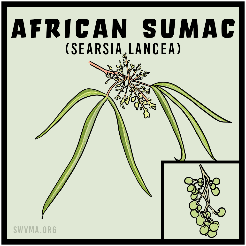 African Sumac (Searsia lancea)