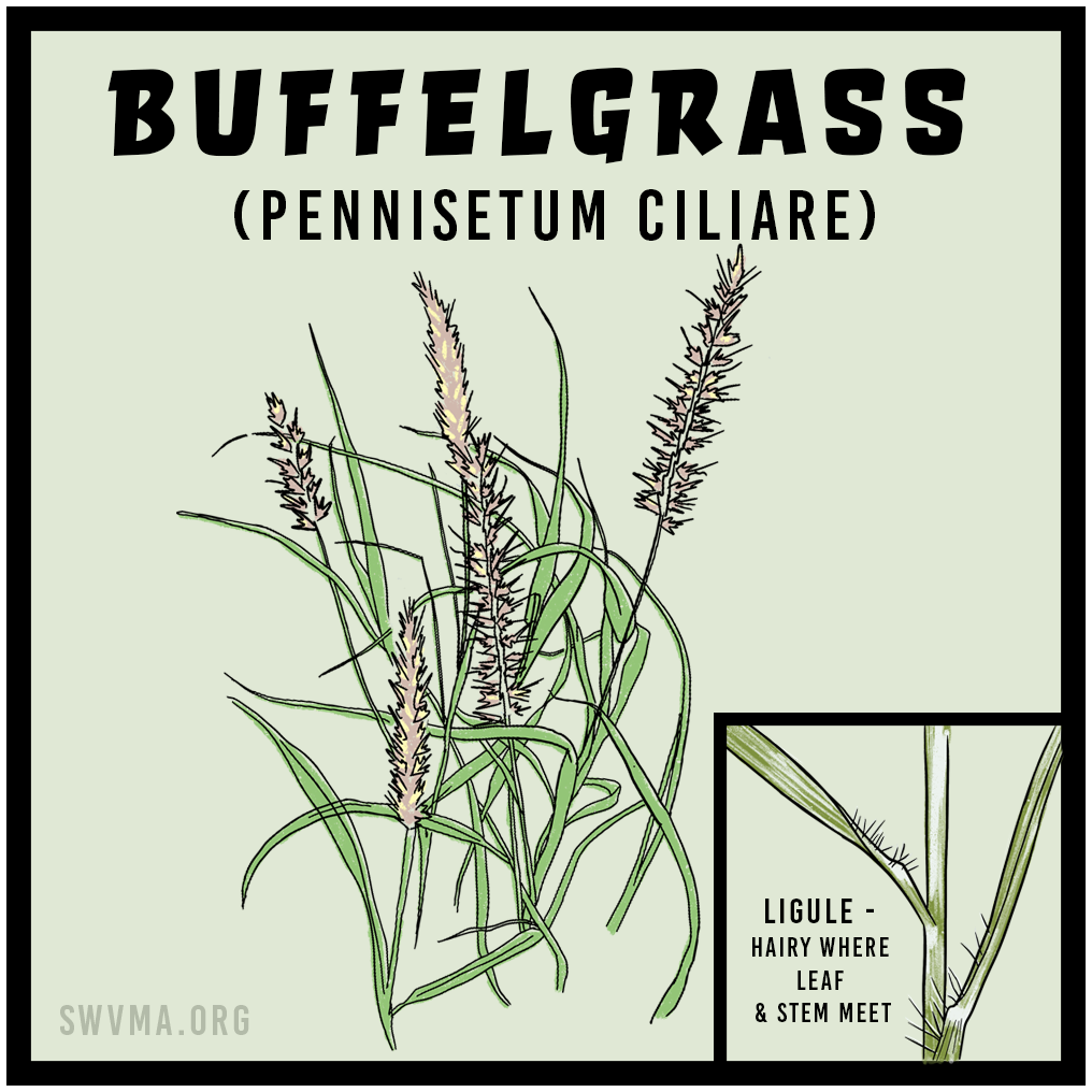 Buffelgrass (Pennisetum ciliaris)