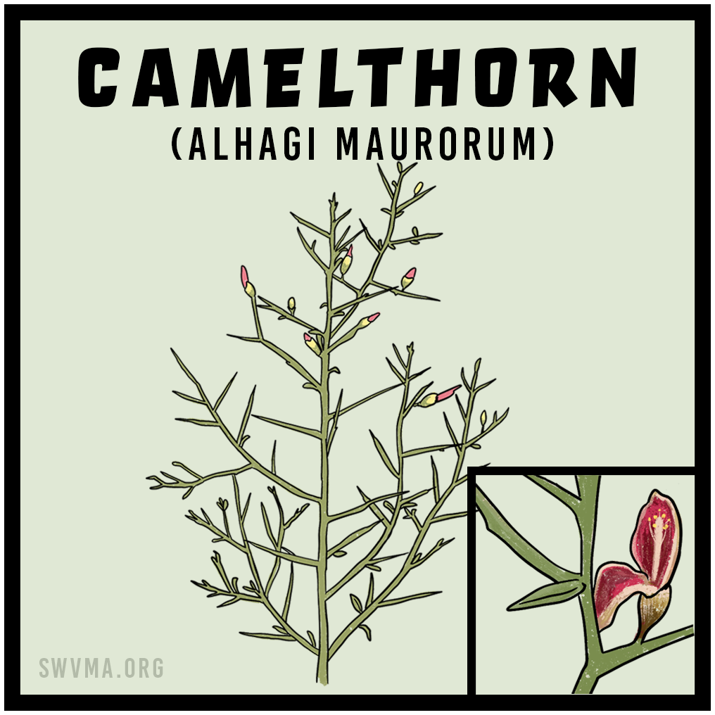Camelthorn (Alhagi maurorum)