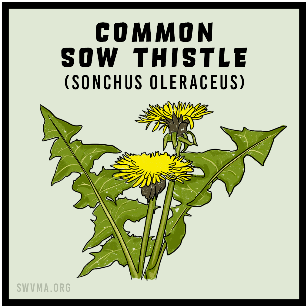 Common Sow Thistle
