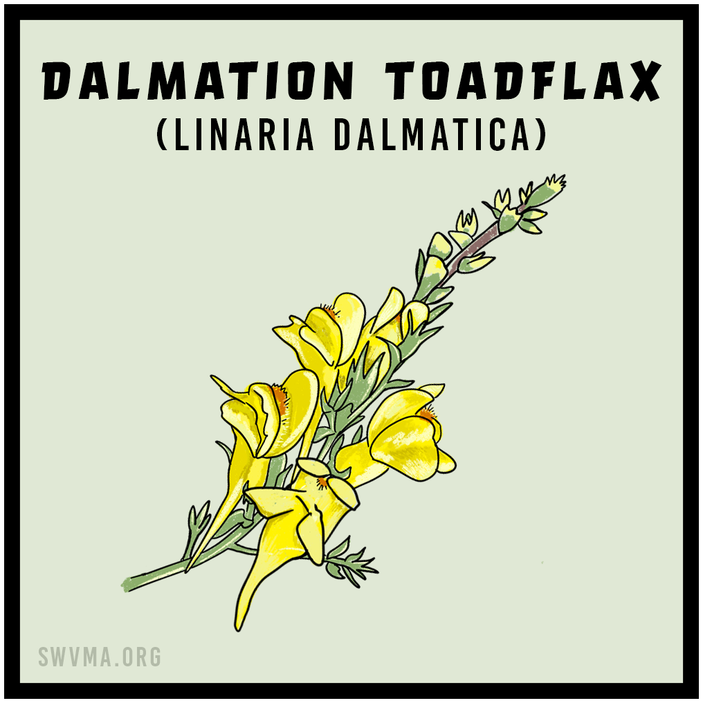 Dalmation toadflax (Linaria dalmatica)