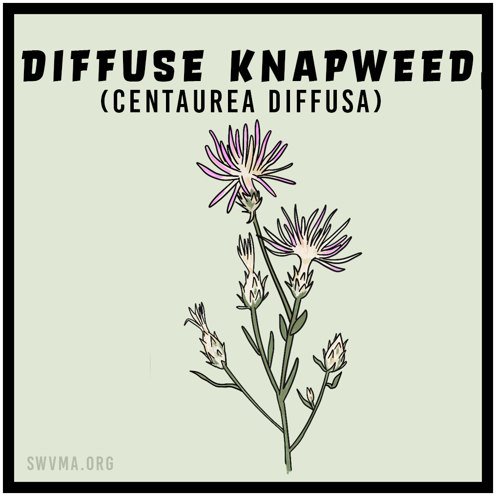 Diffuse Knapweed (Centaurea diffusa)