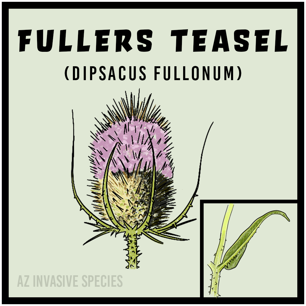 Fuller’s Teasel