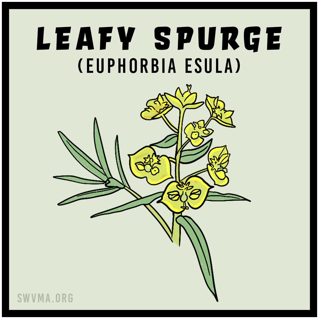 Leafy Spurge