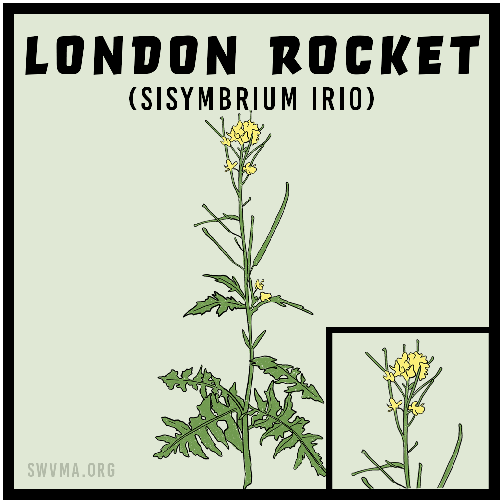 London Rocket (Sisymbrium irio)