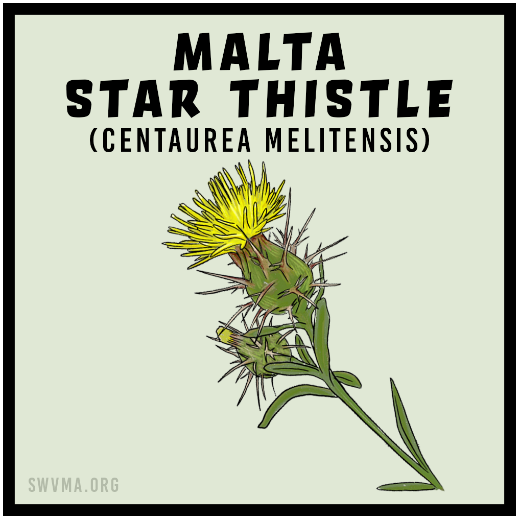 Malta Star Thistle
