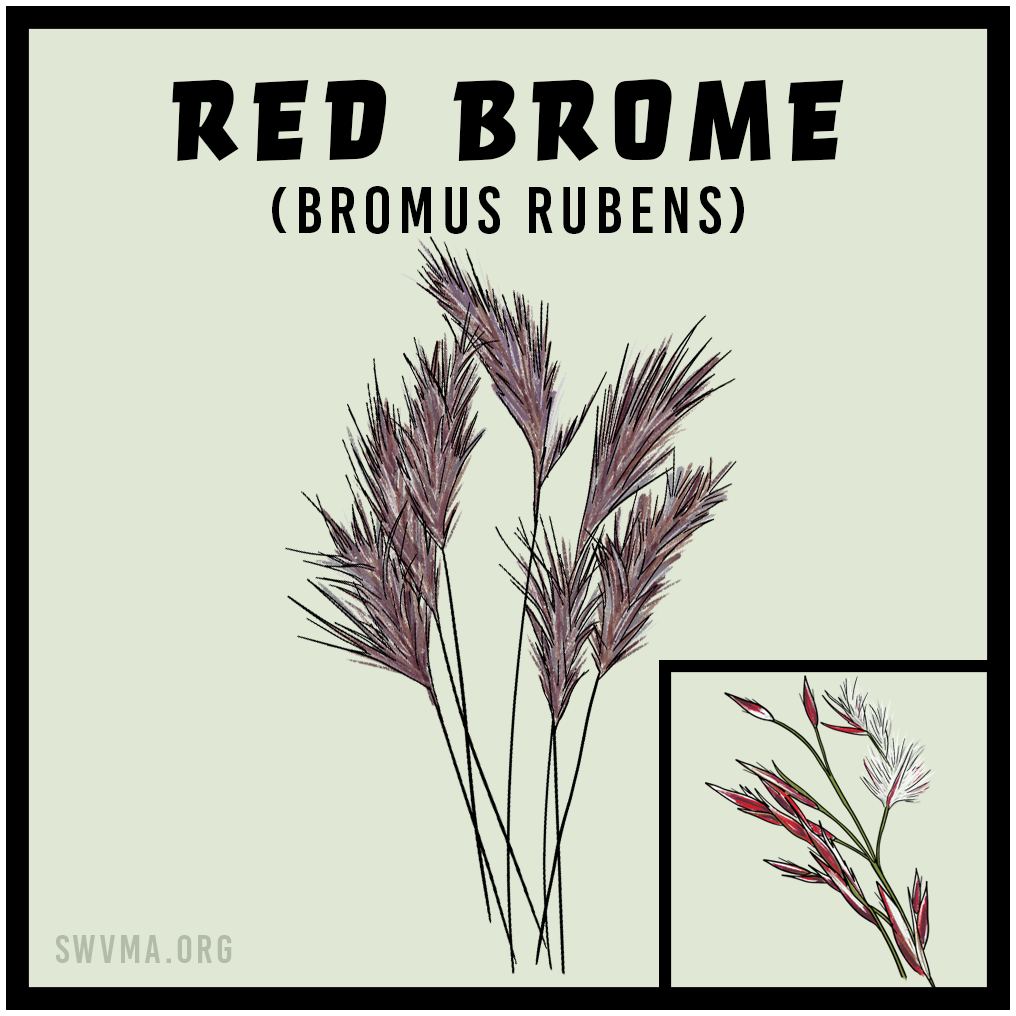 Red Brome (Bromus rebens)