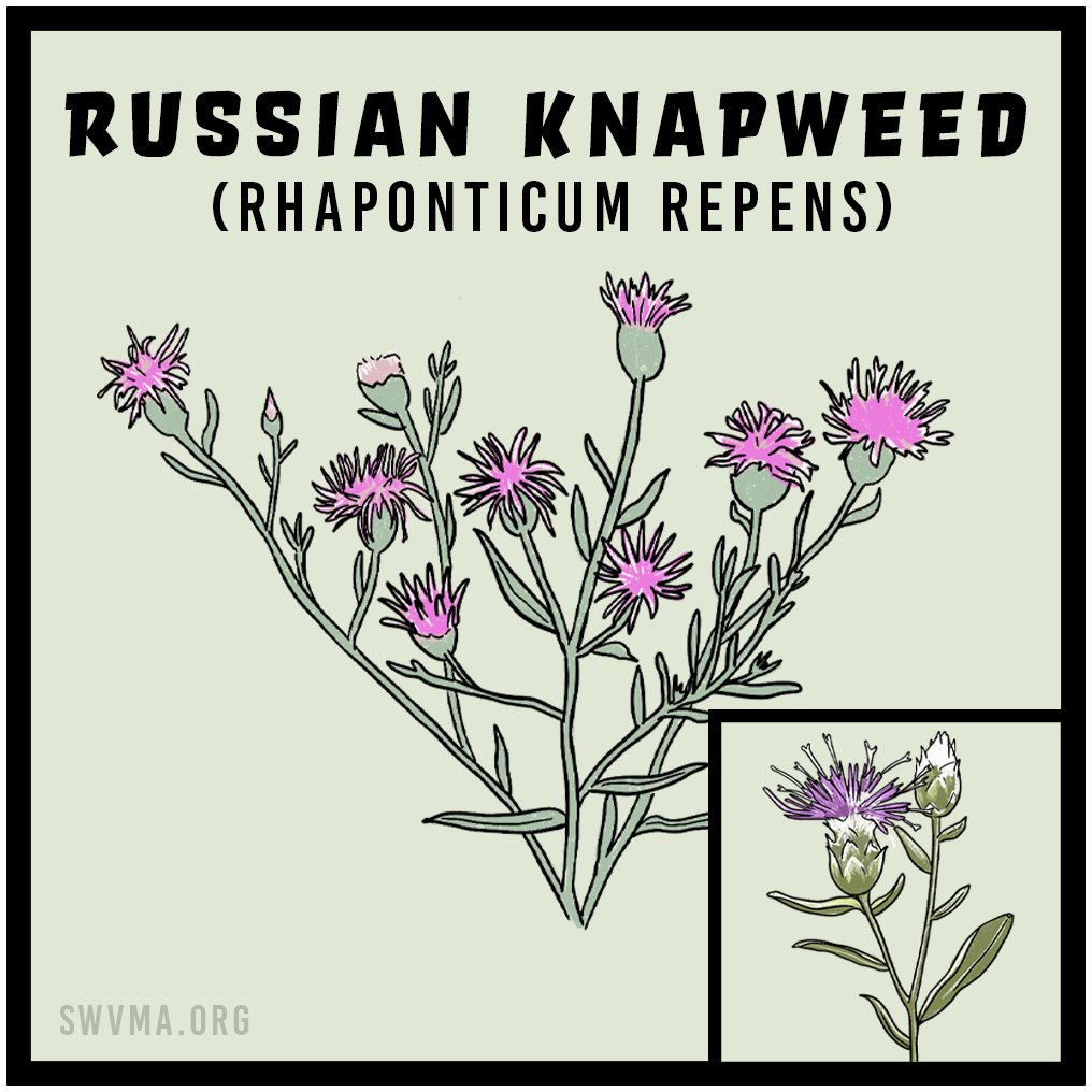 Russian Knapweed (Centaurea stoebe)