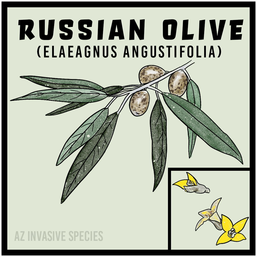 Russian olive (Elaeagnus angustifolia)