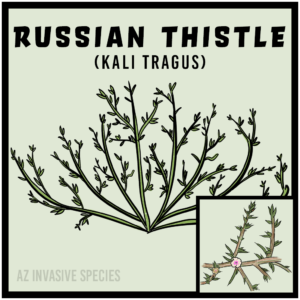 Tumbleweed (Kali Tragus)