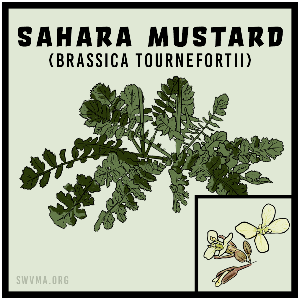 Sahara Mustard