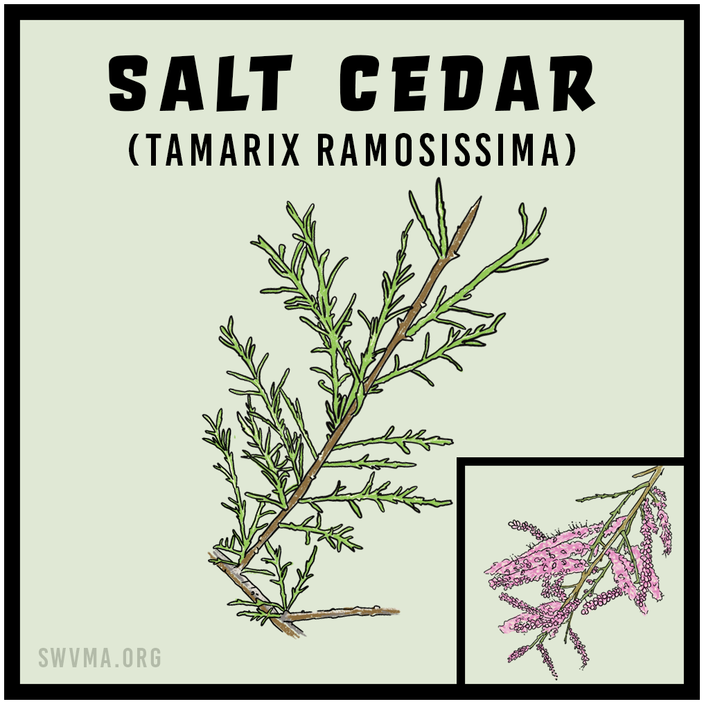 Salt Cedar/Tamarix (Tamarix ramosissima)