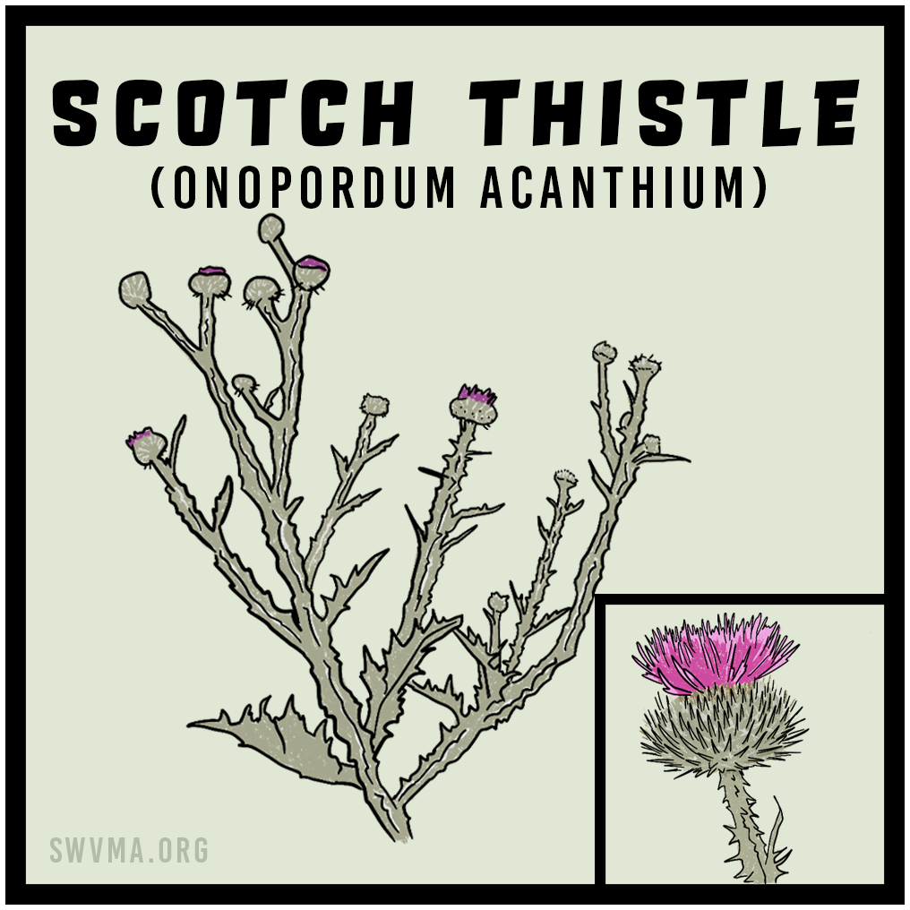Scotch Thistle (Onopordum acanthium)
