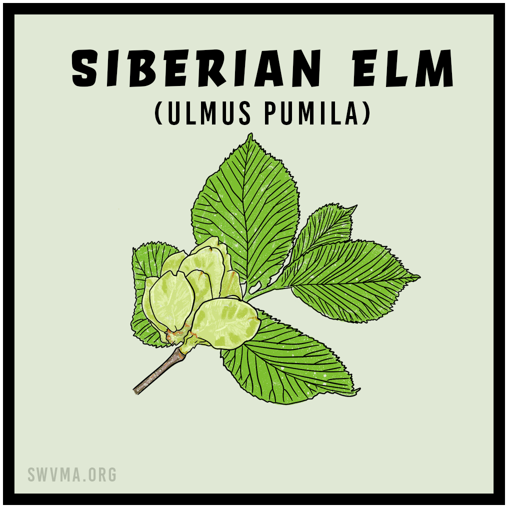 Siberian Elm (Ulmus pumila)