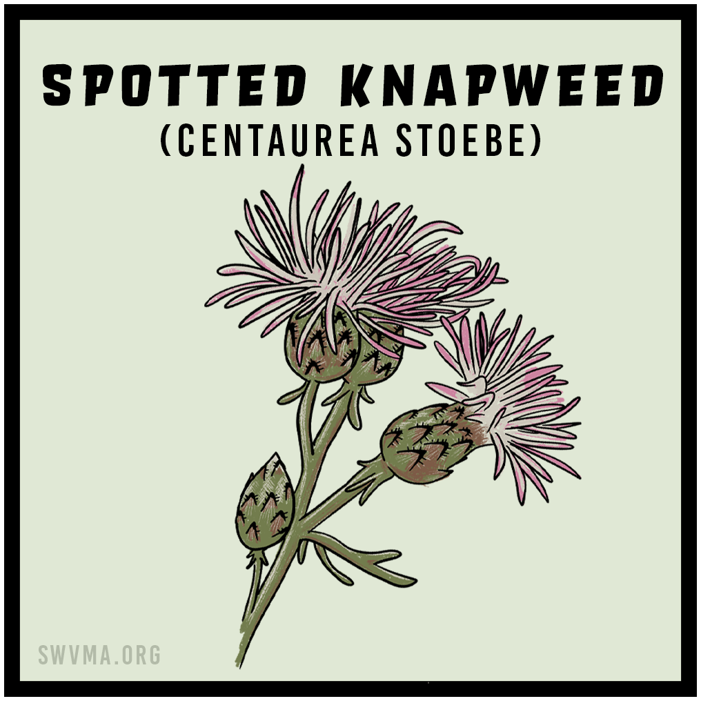Spotted knapweed (Centaurea stoebe)