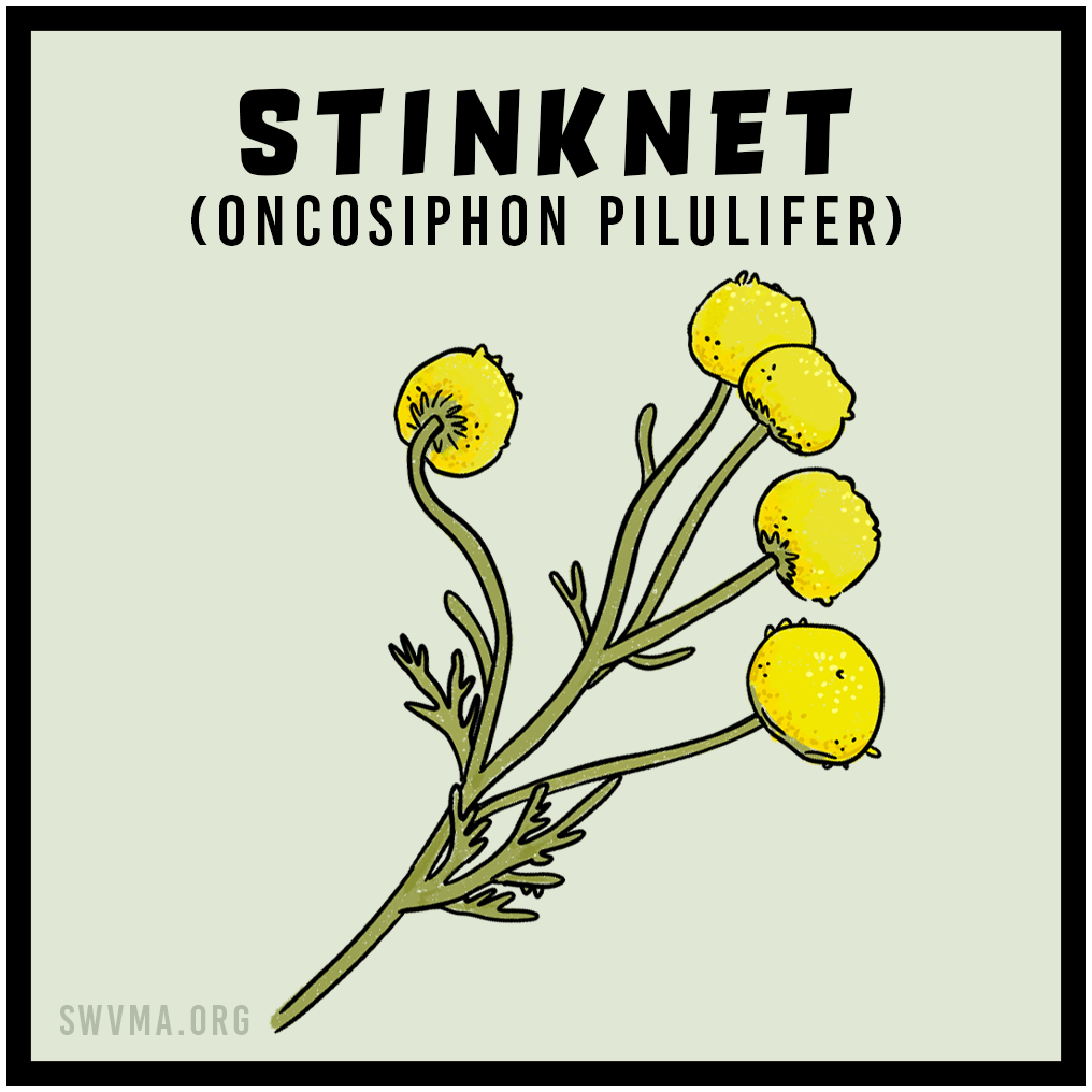 Stinknet (Oncosiphon pilulifer)