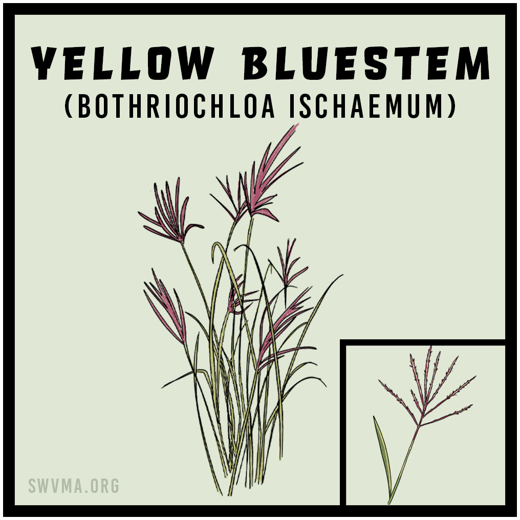 Yellow bluestem (Bothriochloa ischaemum)