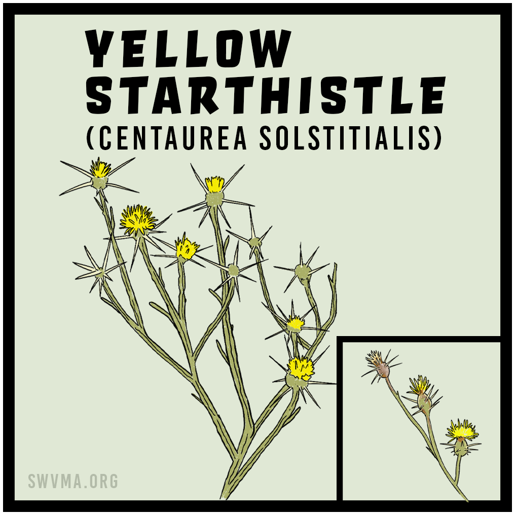Yellow starthistle