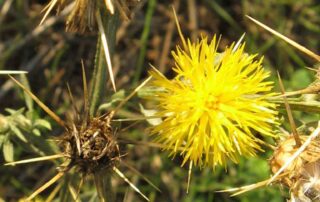 Yellow Starthistle
