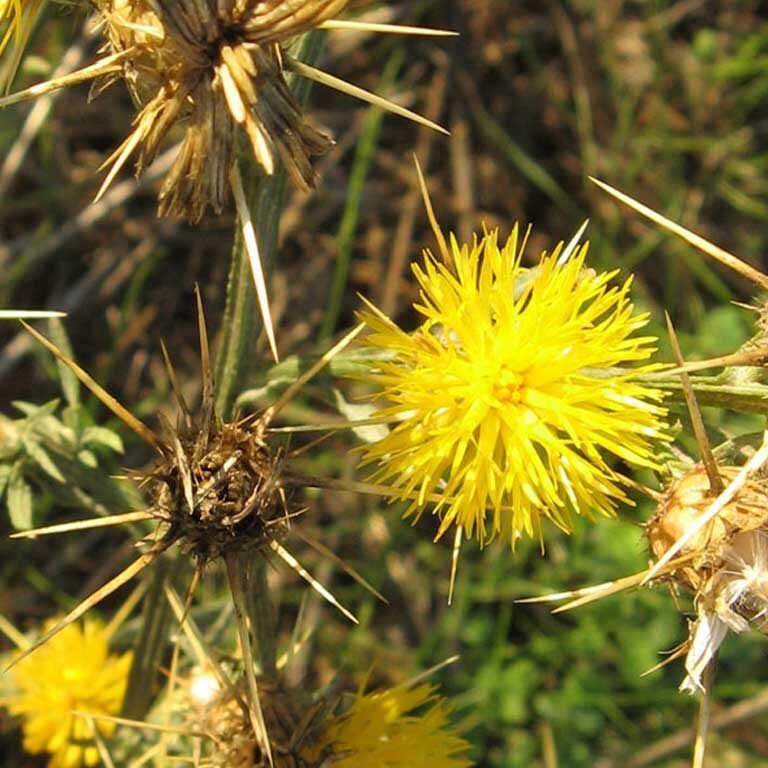 Yellow Starthistle